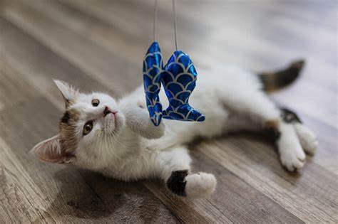 Transform Your Pet’s Life with Comfort, Care &amp; Play!