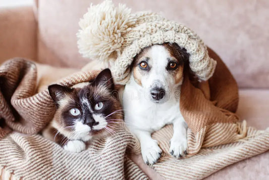 Because Pets Deserve the Best: Discover Essentials Every Pet Parent Needs!