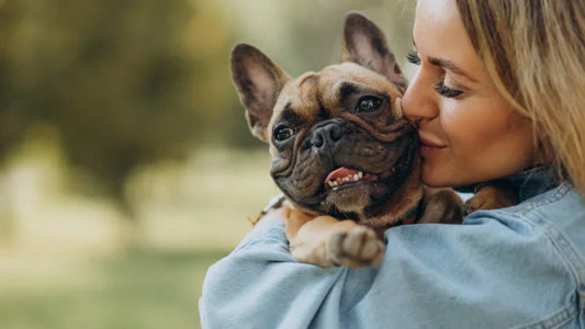 Pamper Your Pets: The Ultimate Destination for Pet Comfort &amp; Fun!